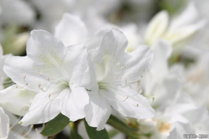 白つつじまつり