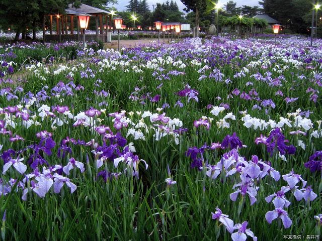 長井あやめまつり