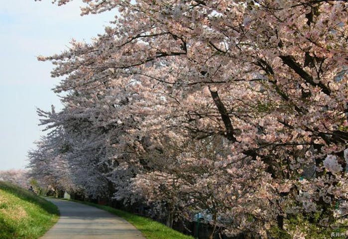 さくらまつり（置賜さくら回廊）
