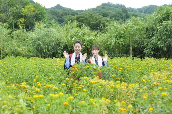 おくのほそ道天童紅花まつり