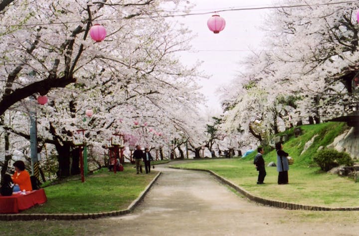 【2020年中止】赤湯温泉桜まつり