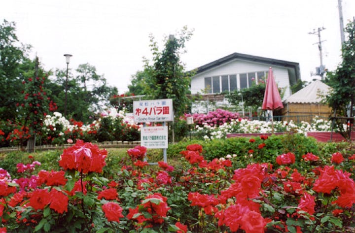 南陽のバラまつり