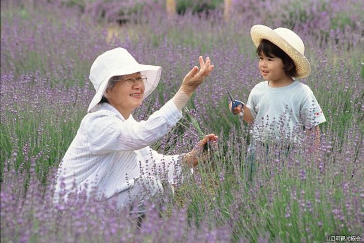 山辺町ラベンダー祭19 アソビュー