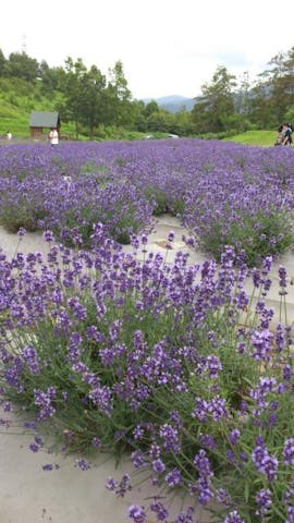 山辺町玉虫沼農村公園かおりの広場 アソビュー