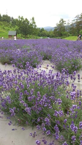 山辺町玉虫沼農村公園かおりの広場 アソビュー 山辺町玉虫沼農村公園かおりの広場 アソビュー