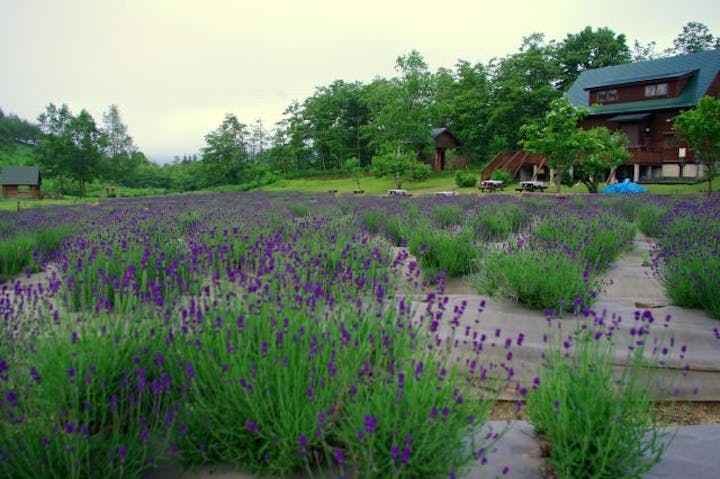 山辺町玉虫沼農村公園かおりの広場 アソビュー 山辺町玉虫沼農村公園かおりの広場 アソビュー