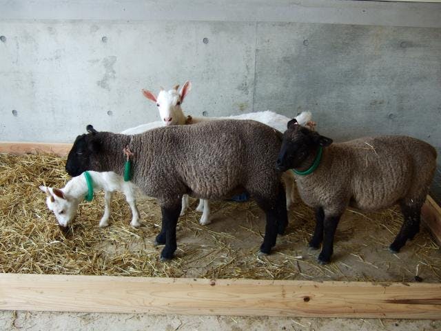 河北町児童動物園