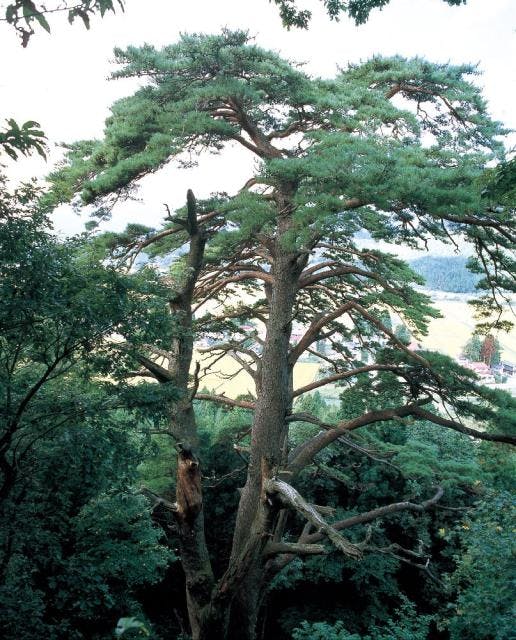東法田の大アカマツ【アソビュー！】