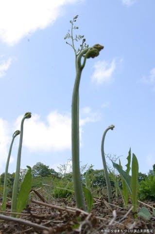 【営業自粛】松橋わらび園