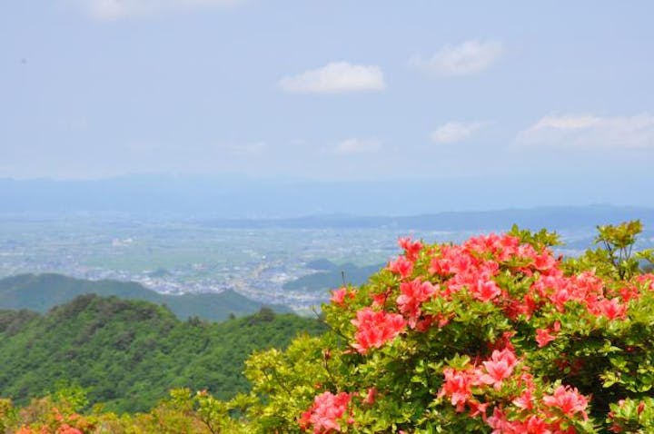 鳩峰高原のツツジ