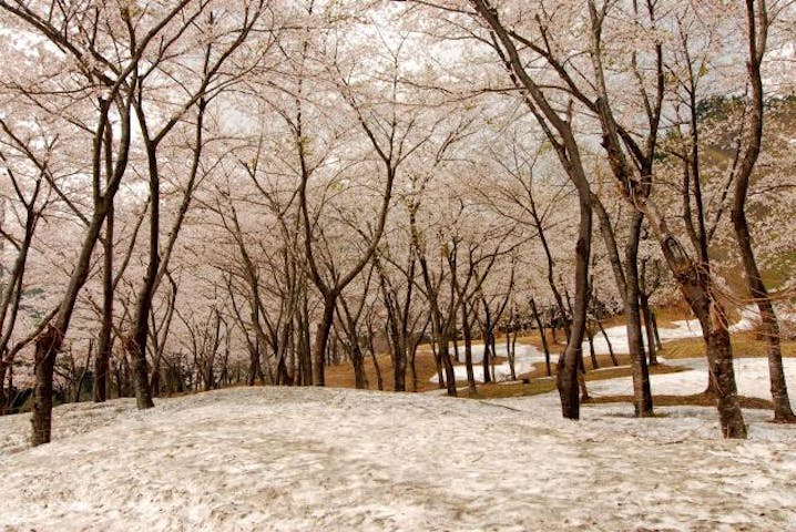 梅花皮荘前残雪桜