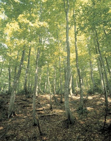 十四ヶ森ブナ林