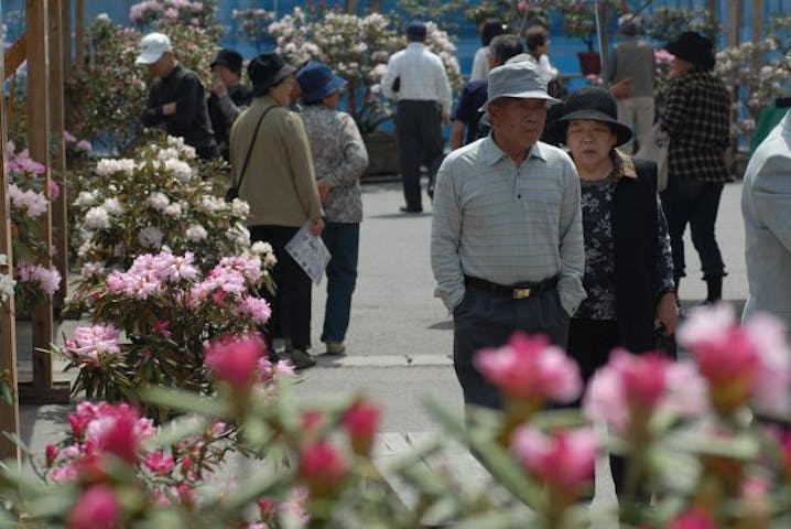 おぐに石楠花まつり