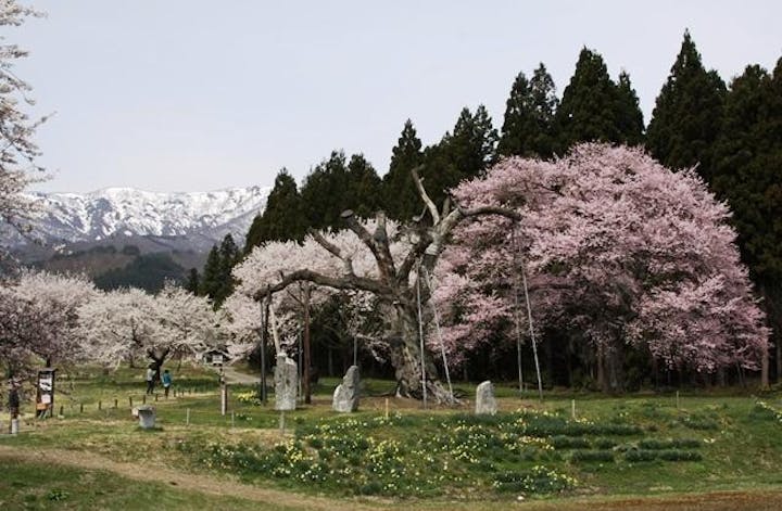 しらたか古典桜の里さくらまつり