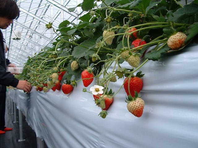 めざみの里観光いちご園