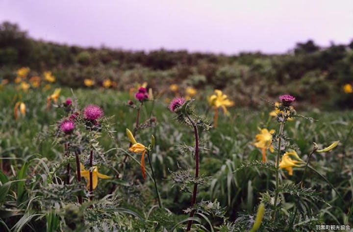 月山の高山植物