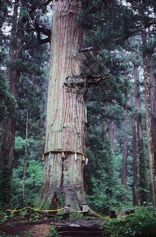 羽黒山爺杉