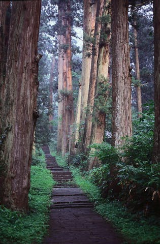 羽黒山の杉並木
