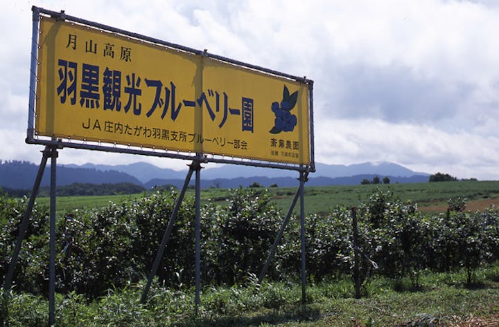 羽黒町観光ブルーベリー園