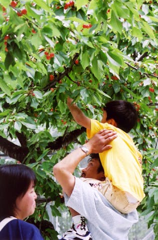 西片屋観光さくらんぼ園