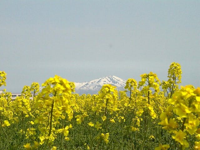 【2021年中止】三川町菜の花まつり