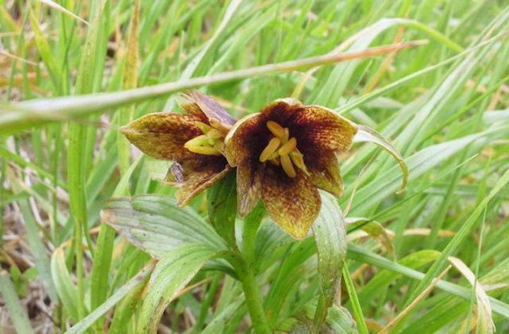 月山のクロユリ