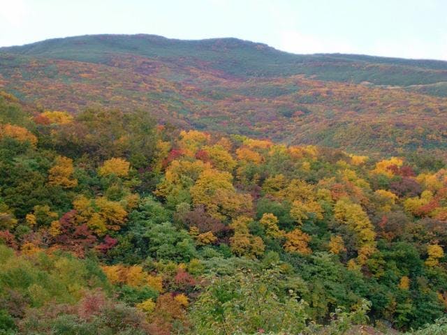 鳥海山の紅葉