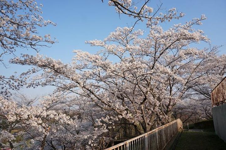 弁天山の桜