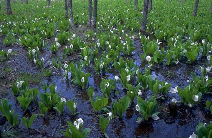 仁田沼のミズバショウ