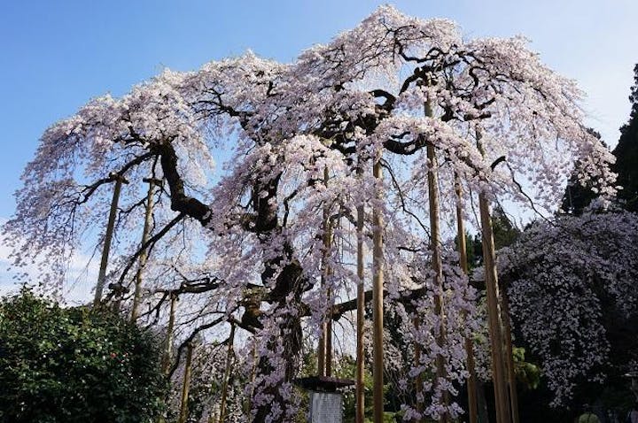慈徳寺の種まき桜