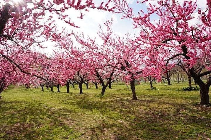 飯坂温泉花ももの里