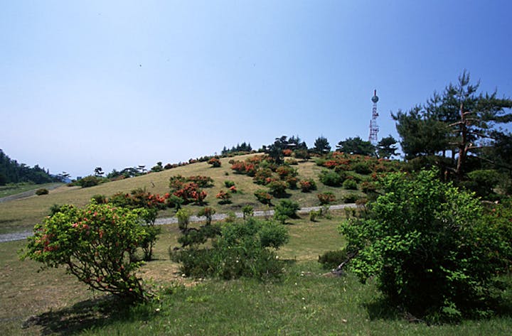 背炙山のツツジ