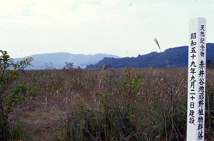 赤井谷地沼野植物群落