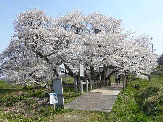 石部桜
