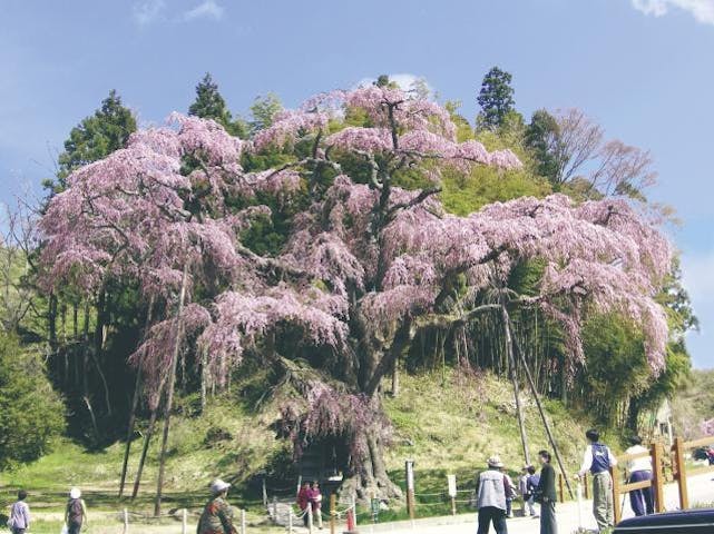 紅枝垂地蔵ザクラ アソビュー