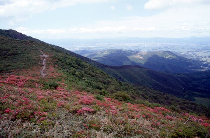 御霊櫃峠の山ツツジ