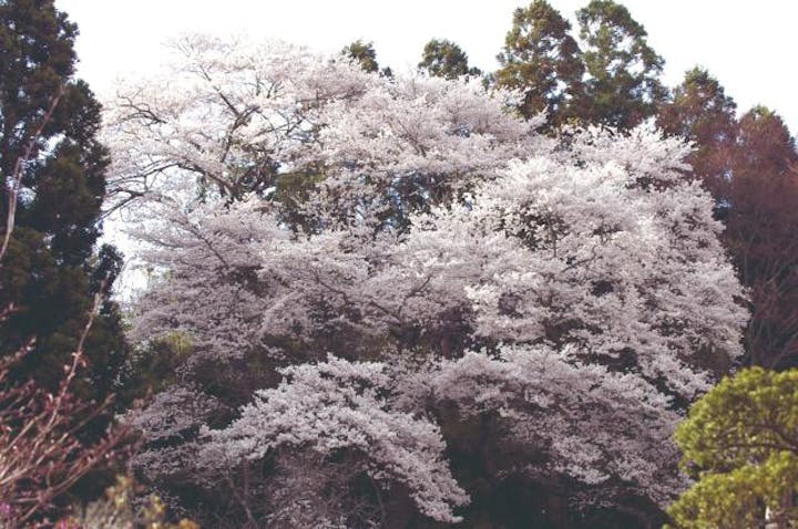 長橋の種蒔きザクラ