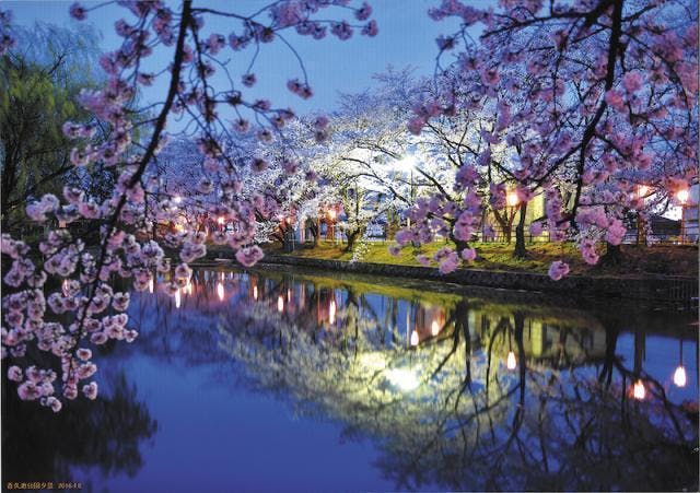 香久池公園の桜【アソビュー！】