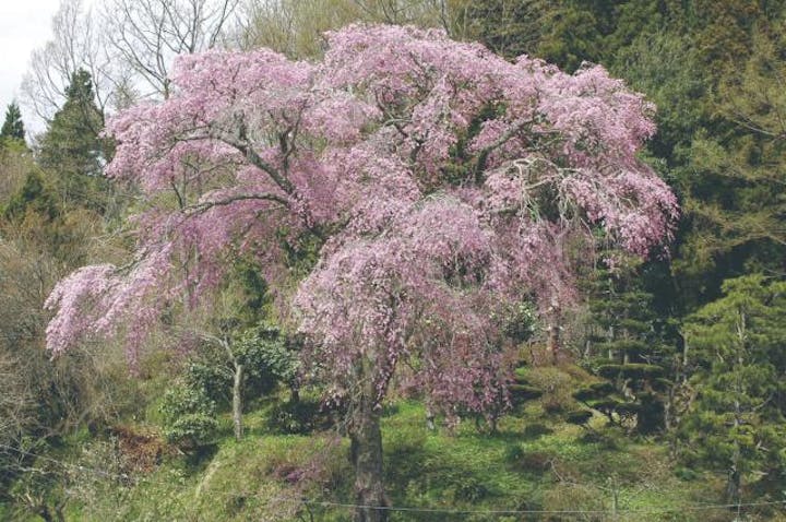 忠七桜（台風の影響により倒木）