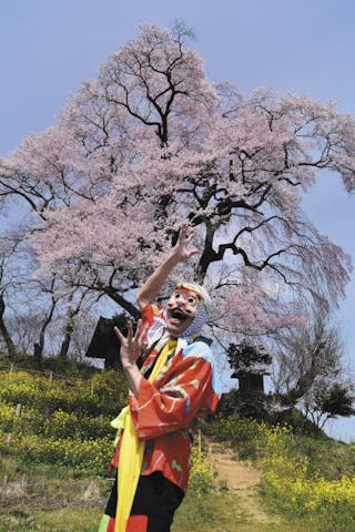 天神夫婦桜