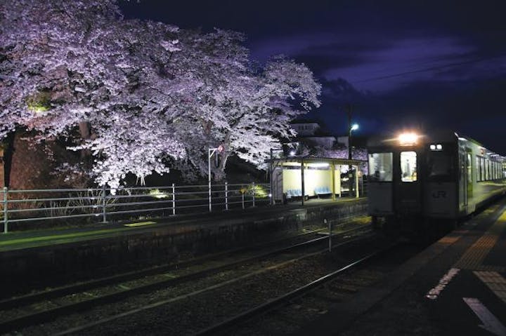舞木駅の桜