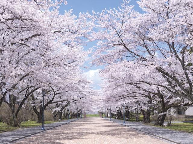日大の桜
