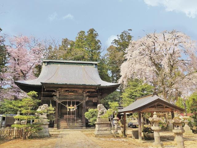 田村神社の桜
