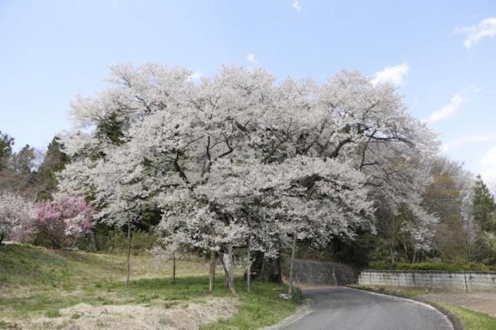 弥明の桜