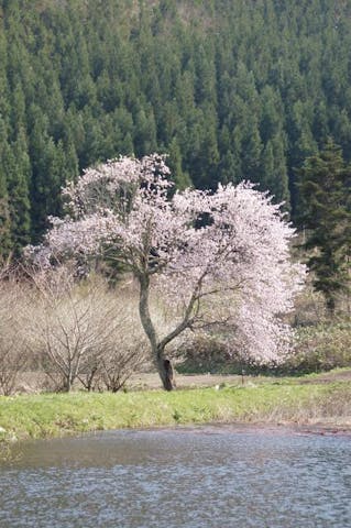 千手院の種蒔桜