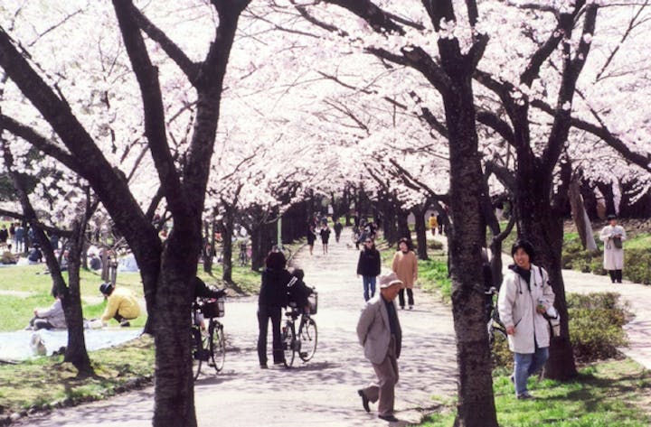 桜まつり（福島県郡山市）