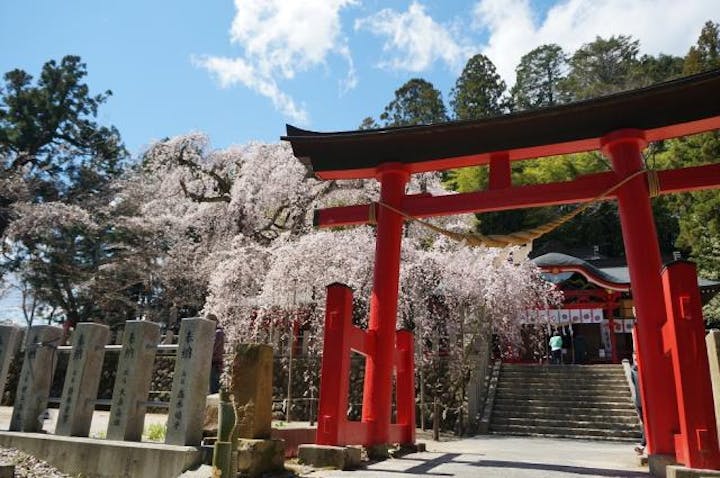 小川諏訪神社のシダレザクラ アソビュー