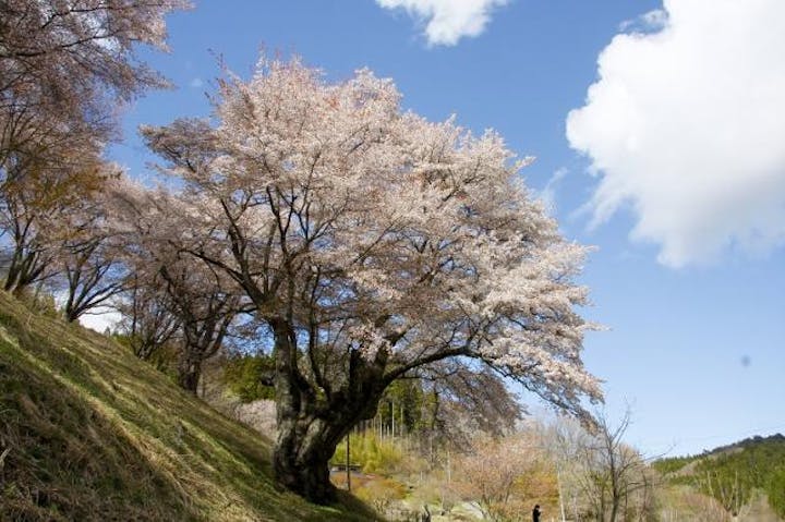 新田の大山桜