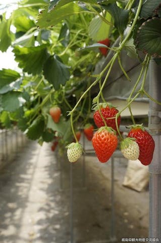 田人観光いちご園
