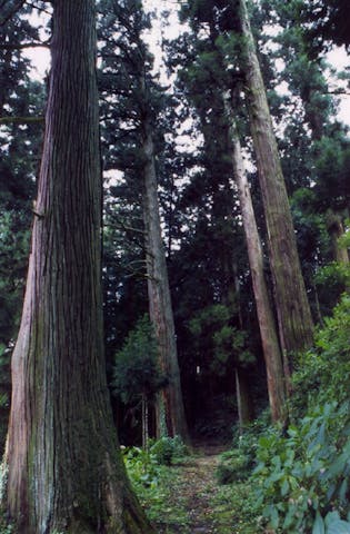 古寺山の松並木